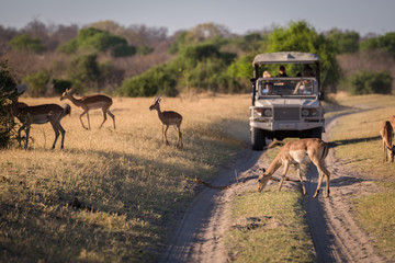 Observing Impala on safari, Botswana