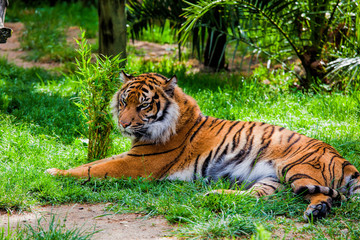 Fototapeta na wymiar Tiger lying on the grass