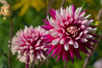 Obraz premium wunderschöne dahlien