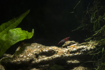 Neocaridina Davidi Sp Rilli