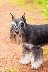 dog of terrier Close-up