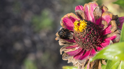 autumn ( rest in peace )