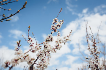 Spring in central Europe. Blossom apricot tree branches against the blue sky. White clouds background.