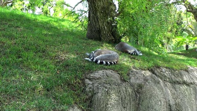 Ring-tailed lemur resting near tree