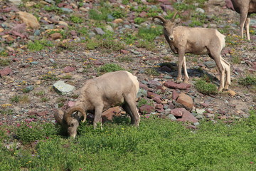 Bighorn Sheep Glacier National Park Montana USA