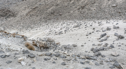 Desert of white sand on the Chang La Pass