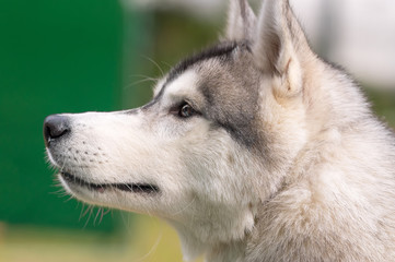 Siberian Husky close-up