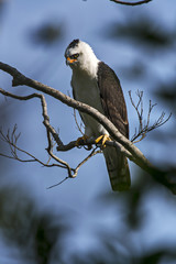 Gavião-pato (Spizaetus melanoleucus) | Black-and-white Hawk-Eagle photographed in Viana, Espírito Santo - Southeast of Brazil. Atlantic Forest Biome.