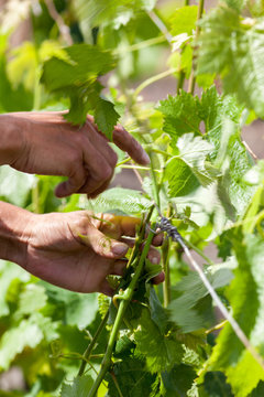 vigne bordeaux