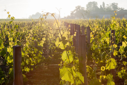 vigne coucher de soleil