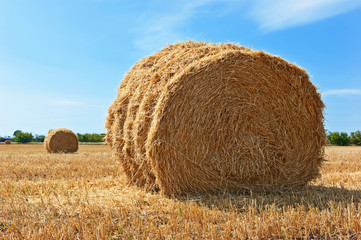 stacks of straw on sloping wheat field