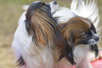 Continental toy spaniel Falen