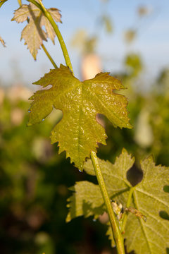 vigne feuille printemps