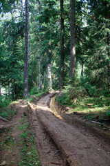 wet country road in the green carpatian forest, tall pines