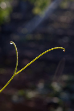 vigne bourgeon