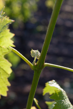 vigne au printemps