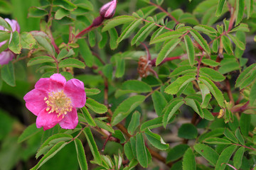 Alpenheckenrose (Rosa pendulina), Blüten © Aggi Schmid