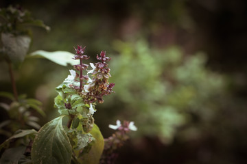 Close up to nice flower