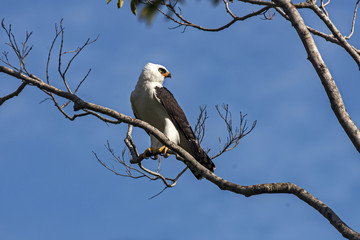 Gavião-pato (Spizaetus melanoleucus) | Black-and-white Hawk-Eagle photographed in Viana, Espírito Santo - Southeast of Brazil. Atlantic Forest Biome.