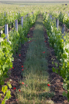 vigne printemps coquelicot
