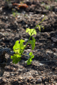 vigne printemps
