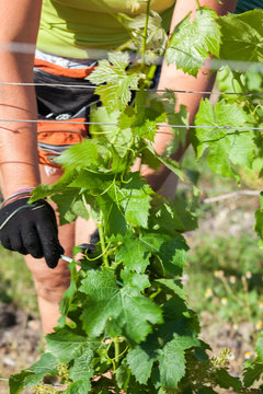 vigne printemps