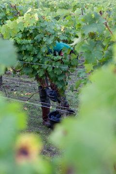 vigne vendange