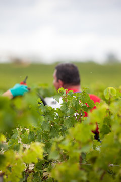 vigne vendange
