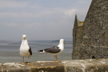 Gabbiani a Mont Saint Michel