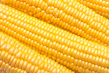 corn on the cob isolated on white background