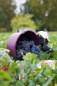 vigne vendange raisin