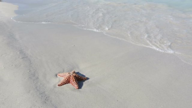 A starfish in the waves of the surf.