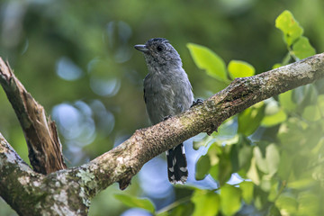 Choca-da-mata Macho (Thamnophilus caerulescens) | Variable Antshrike Male photographed in Viana, Espírito Santo - Southeast of Brazil. Atlantic Forest Biome.