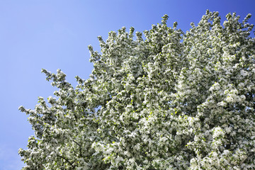 Cherry blossoms in Tarusa. Russia