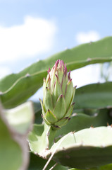 ドラゴンフルーツの蕾