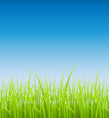 Grassline Vector Background