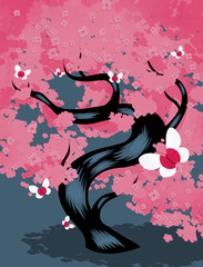 Japanese Cherry Tree Blossoming