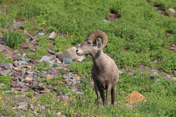 Bighorn Sheep Glacier National Park Montana USA