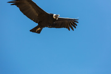Condor