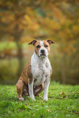 American staffordshire terrier dog in autumn