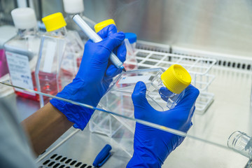 Laboratory work at the steril bank. Labeling cell culture flasks. Cell splitting work.