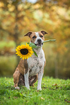 American staffordshire terrier dog holding a sunflower in its mouth in autumn