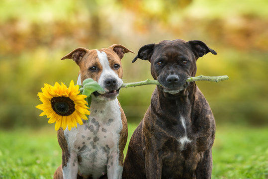 American staffordshire terrier dogs with a sunflower in autumn