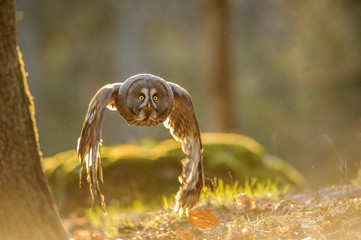 Flying great grey owl with backlight