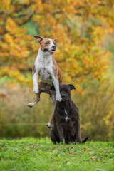Funny american staffordshire terrier dogs playing in autumn