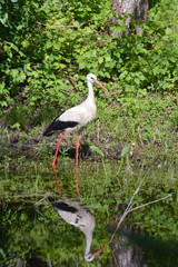 White stork Ciconia on lake coast and reflection