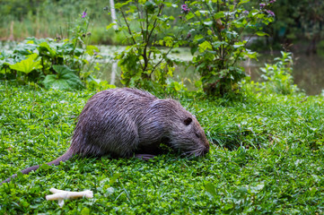 Close up photo of a nutria, also called coypu or river rat, against green background