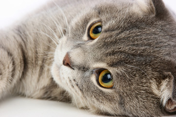  British kitten on white background
