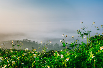 sunrise at the top of mountains with fog in morning with flowers foreground - 171559567