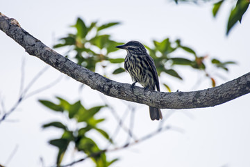 Bem-te-vi-rajado (Myiodynastes maculatus) | Streaked Flycatcher photographed in Viana, Espírito Santo - Southeast of Brazil. Atlantic Forest Biome.